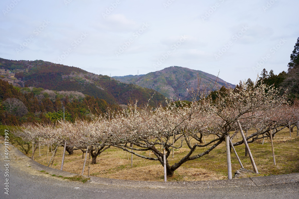 Obraz premium 梅の花咲く山里(徳島県神山町)