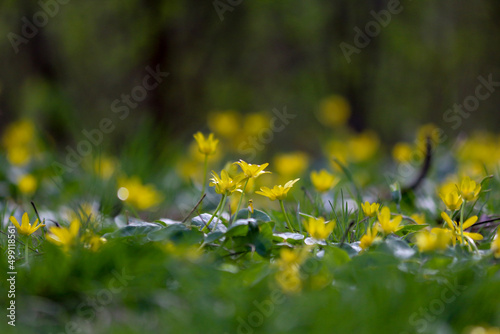 Color photograph of the first spring flowers in nature. Buttercup yellow and blurred green grass in the foreground are out of focus.