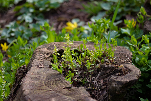 Photo of a stump from which green grass grows in the forest. Beautiful nature in the park. Blurred yellow flowers out of focus in the background. Spring awakening of nature.