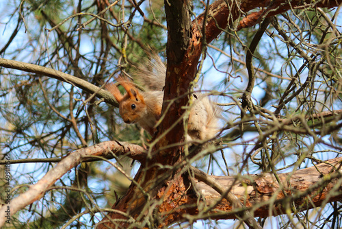 Photo of a squirrel on a tree branch. Little cute animal in the forest.
