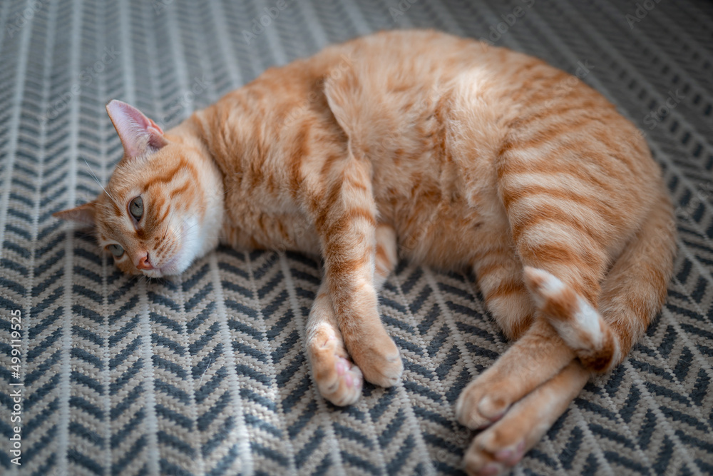 brown tabby cat with green eyes lying on the carpet brown tabby cat with green eyes lying on the carpet