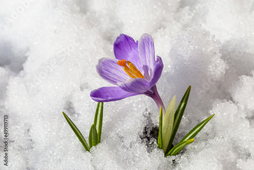 Spring crocus in the snow, lit by the sun