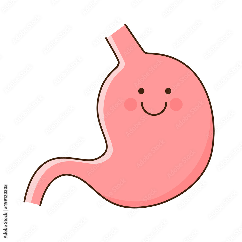 Vector illustration of a healthy stomach. Vector illustration of a healthy stomach.