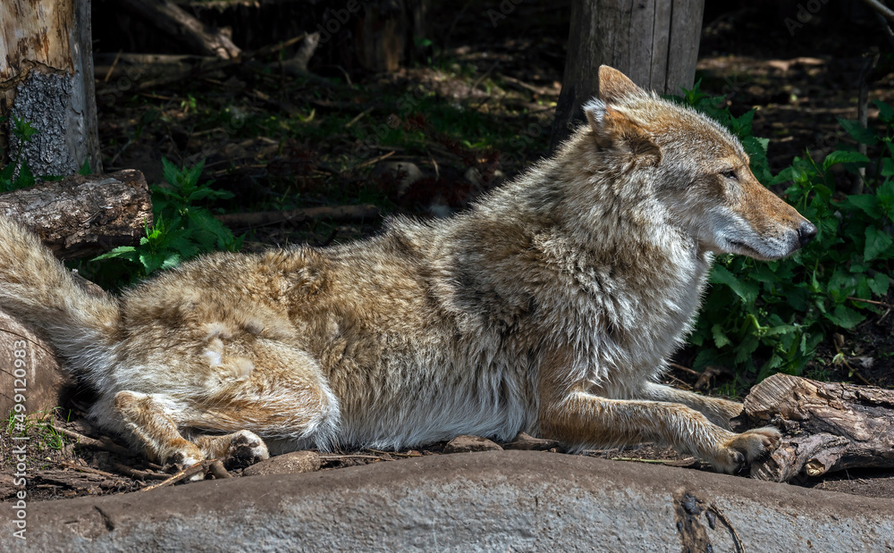 Arctic wolf male. Latin name - Canis lupus arctos Arctic wolf male. Latin name - Canis lupus arctos