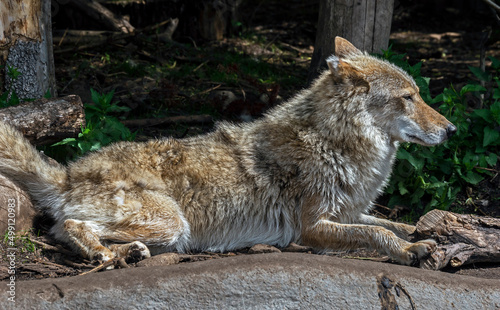 Arctic wolf male. Latin name - Canis lupus arctos 