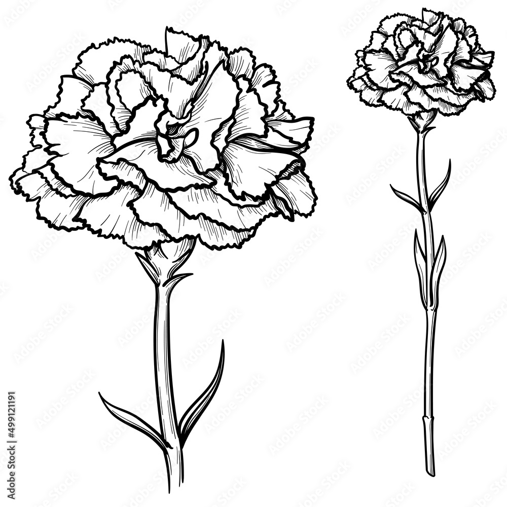 Carnations flowers isolated on white background. Black and white