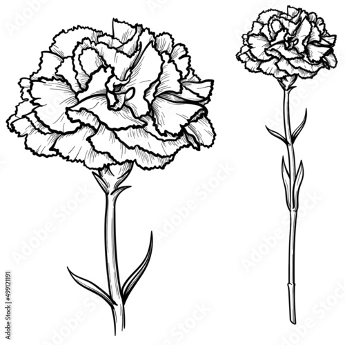 Carnations flowers isolated on white background. Black and white illustration, vector.