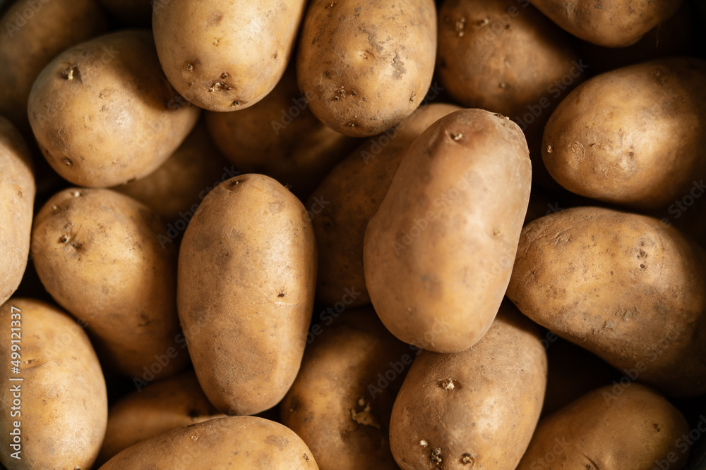 Lots of potatoes with sprouts. Concept: potato, vegetable garden, farming, agriculture Lots of potatoes with sprouts. Concept: potato, vegetable garden, farming, agriculture
