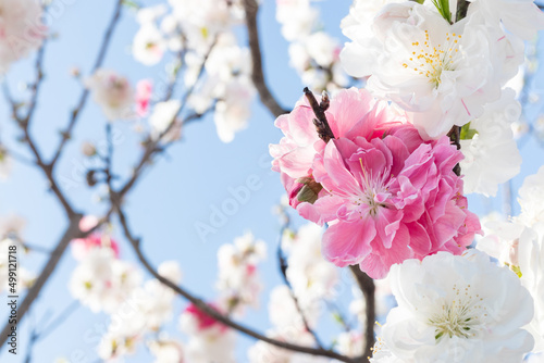 日本の紅白の桃の花および青空