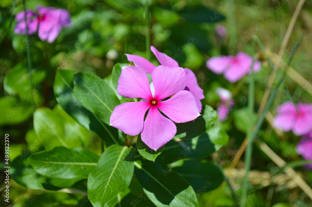 Close Up View Sweet Red Flowers Of Bright Eyes Or Cape Periwinkle Or Catharanthus Roseus Plant Close Up View Sweet Red Flowers Of Bright Eyes Or Cape Periwinkle Or Catharanthus Roseus Plant