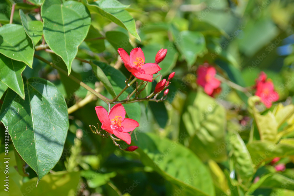 Fresh Natural Peregrina Or Spicy Jatropha Or Jatropha Integerrima Flowers On A Sunny Day Fresh Natural Peregrina Or Spicy Jatropha Or Jatropha Integerrima Flowers On A Sunny Day