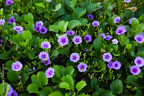 Beautiful Purple Flowers Blooming Among The Leaves Of Beach Morning Glory Flowers Or Bayhops Plants photo