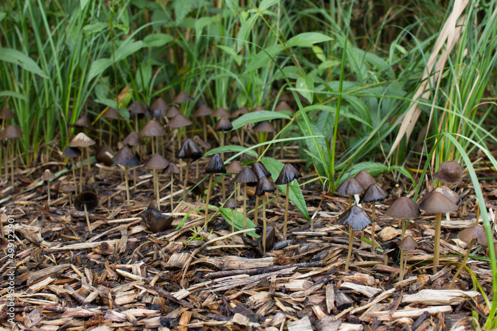 mushrooms on the floor in a forest mushrooms on the floor in a forest