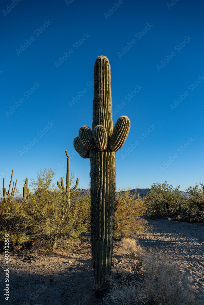 Tight Grouping Of Young Arms On Saguaro Cactus
