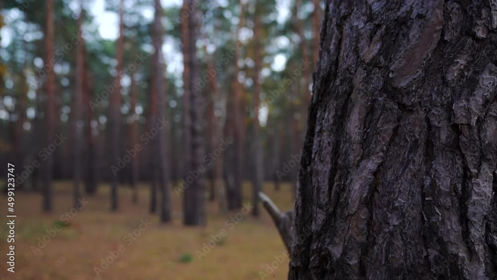 Pine trunk in a nice magic forest in germany Pine trunk in a nice magic forest in germany