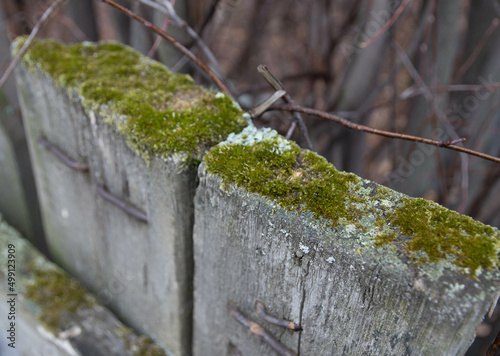 Green moss on old boards