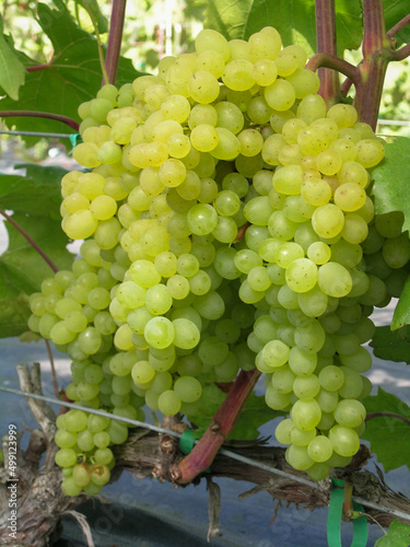 Duże grona winorośli białej o małych owocach, winogron biały na winnicy.