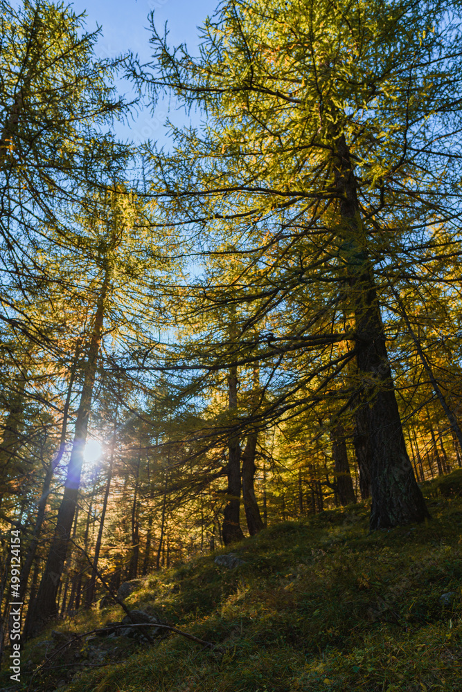 Fototapeta premium The gold-colored larch woods during the Foliage in the mountains of Alpe Veglia, within a natural park in the Italian Alps, near the town of Baceno, Piedmont - October 2021.