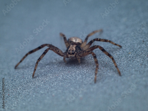 spider © Wojtek
