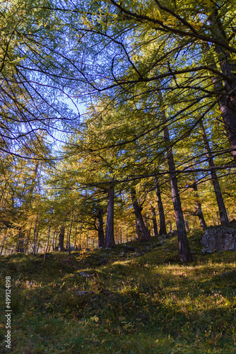 The gold-colored larch woods during the Foliage in the mountains of Alpe Veglia  within a natural park in the Italian Alps  near the town of Baceno  Piedmont - October 2021.