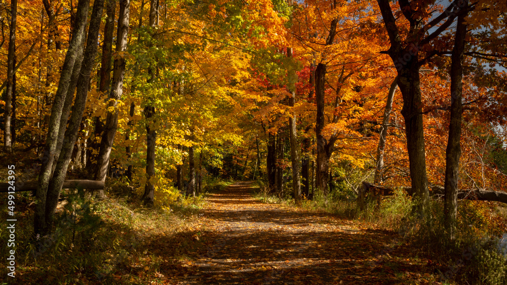 autumn in the forest