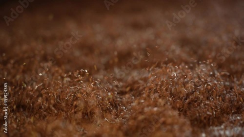 Wallpaper Mural Sorting and cleaning of flax grain with vibration Torontodigital.ca