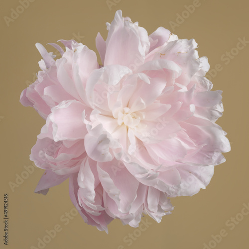 Gently pink peony flower  isolated on beige background. © ksi