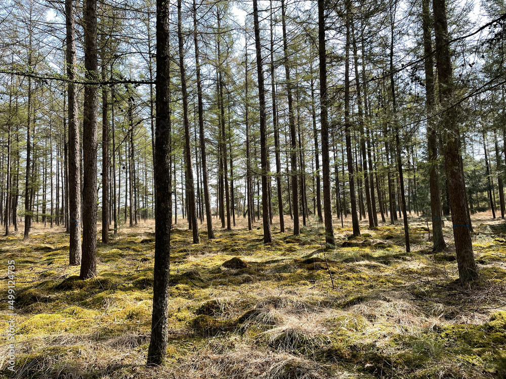 Spring forest around De Lutte Spring forest around De Lutte