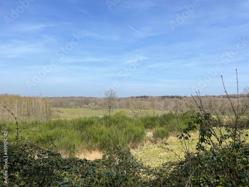 Forest around Oldenzaal photo