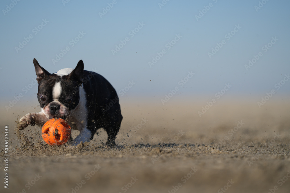 Boston Terrier Krümmel am Strand in action Boston Terrier Krümmel am Strand in action