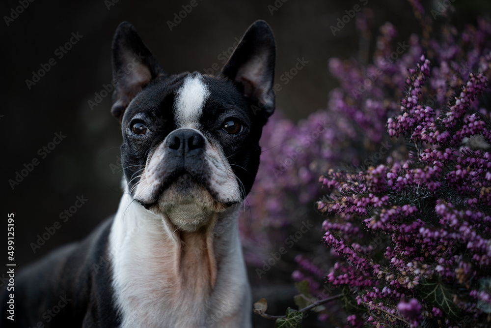 Boston Terrier VIP Krümmel als Portrait