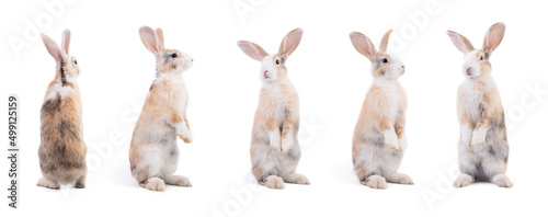 Many variety action of rabbit standing isolated on white background. Adorable bunny rabbit in many motion. Easter season, symbol for celebration. Looking around and sniffing.
