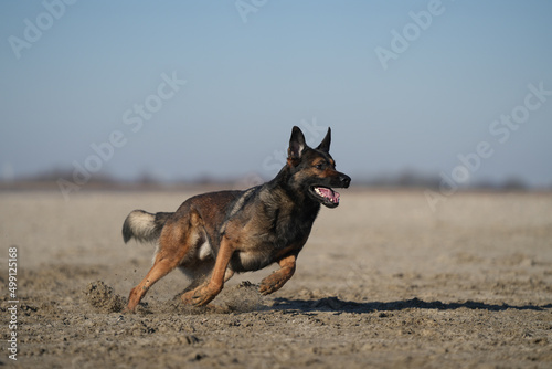 Schäferhund Paco sprintet am Strand durch den Sand © Heiko