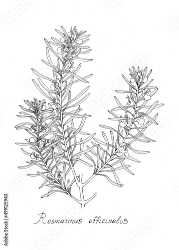 Sprigs of rosemary.Botanical illustration, dot work.  Black and white drawing of a plant.