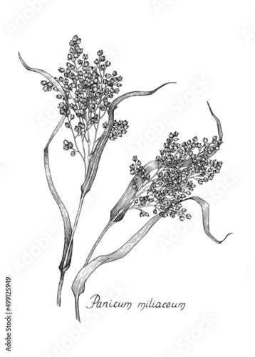 Millet. Panicum. Botanical illustration, dot work.  Black and white drawing of a plant.