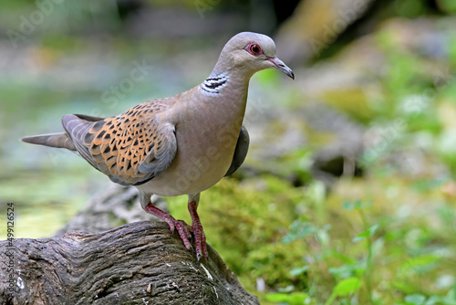 Tortora selvatica