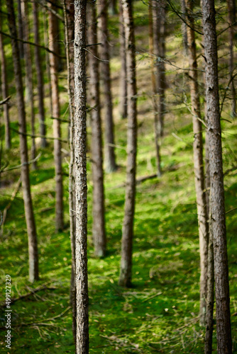 Fototapeta Naklejka Na Ścianę i Meble -  Sosny w sosnowym borze, lesie. Zielone tło, mech i szare, brązowe stojące w szeregu i rzędach pnie drzew iglastych. Letni słoneczny dzień.