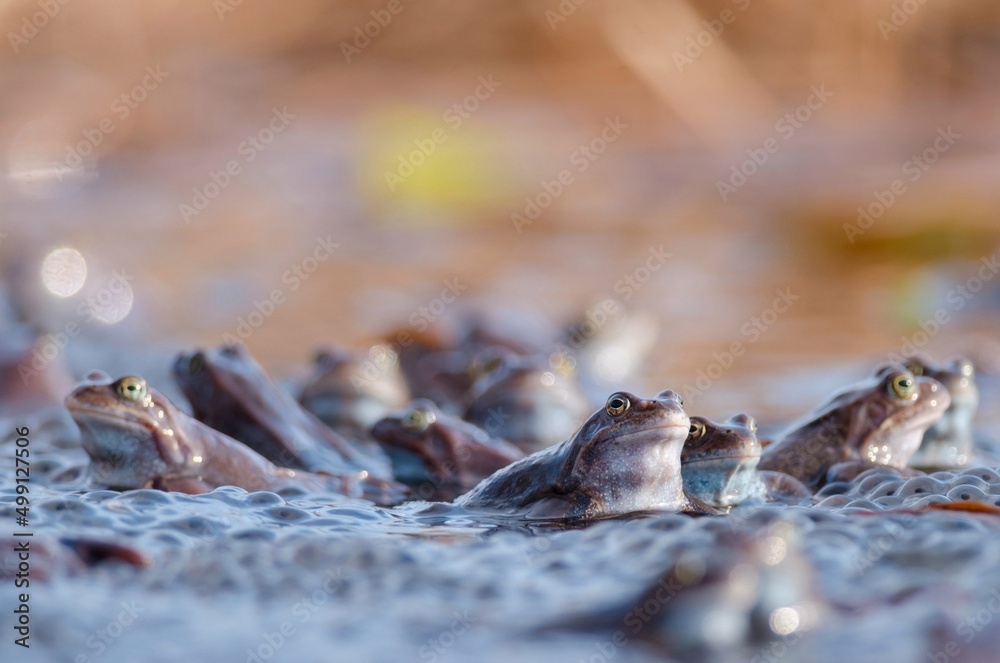 the frog is sitting in the water the frog is sitting in the water