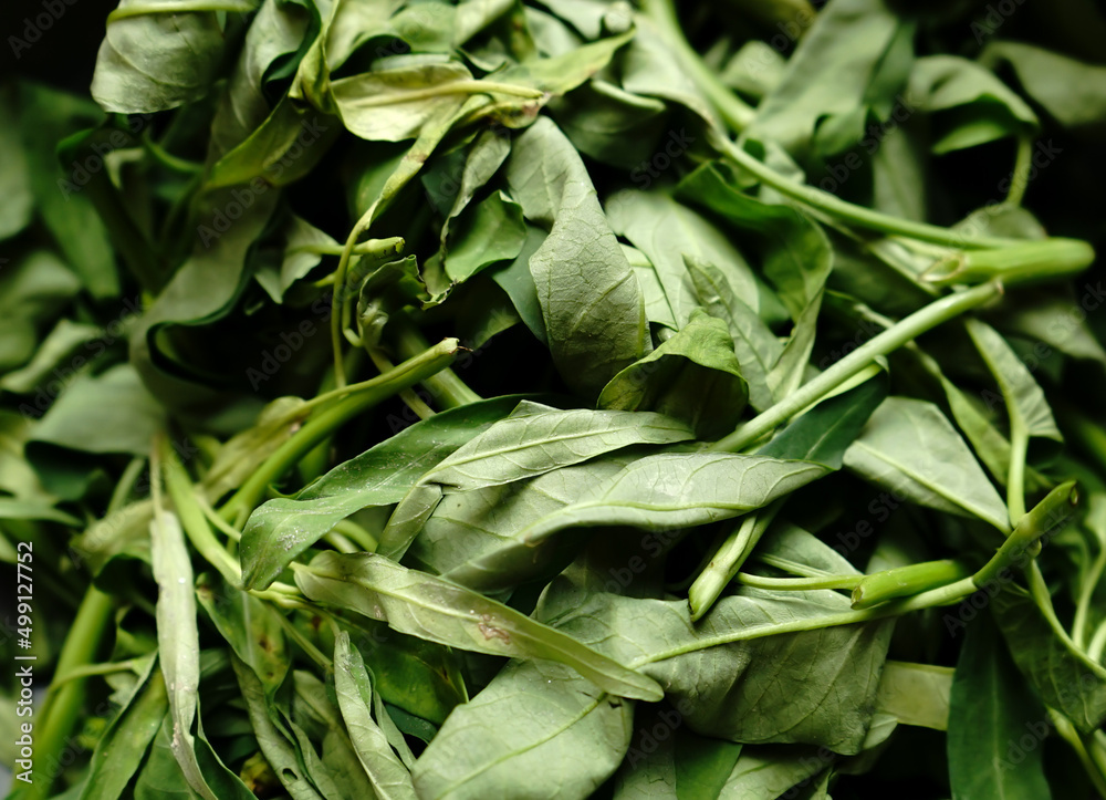Fototapeta premium spinach leaves