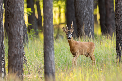 Curious roe deer, capreolus capreolus, buck approaching from front view in pine forest with green grass. Wild mammal with antlers and orange fur walking among trees. Animal wildlife in summer. © WildMedia