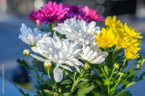Selective focus on the beauty of white chrysanthemum flowers.