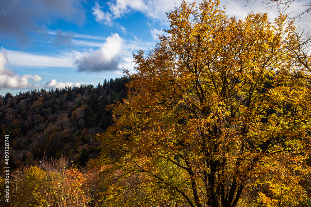 Forest foliage in fall colors with tree in the foreground, blue sky and clouds in the Great Smoky Mountains National Park, Tennessee, USA.