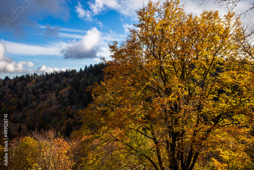 Forest foliage in fall colors with tree in the foreground  blue sky and clouds in the Great Smoky Mountains National Park  Tennessee  USA.
