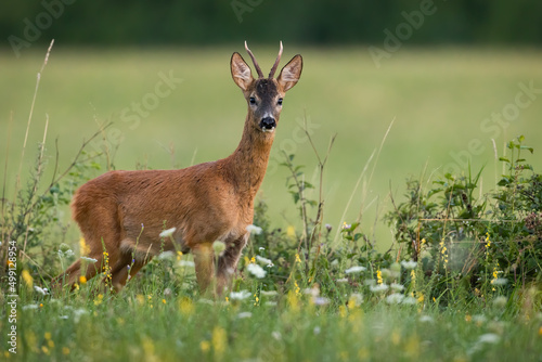 Young roe deer, capreolus capreolus, buck standing among blooming wildflowers in summer nature. Attentive wild animal looking into camera and listening. Mammal with fur and antlers on hay field.