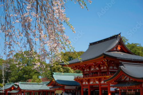 近江神宮の桜 © aqua214