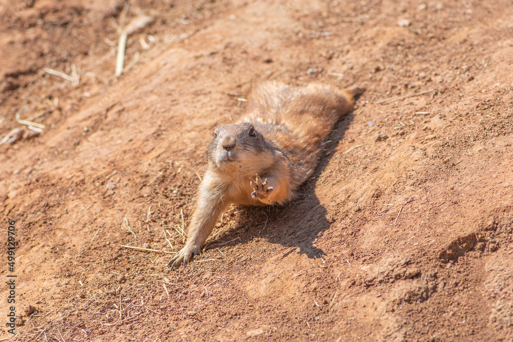 Black-tailed prairie dog, genus Cynomys, herbivorous burrowing mammals native to the grasslands of North America, close up Black-tailed prairie dog, genus Cynomys, herbivorous burrowing mammals native to the grasslands of North America, close up
