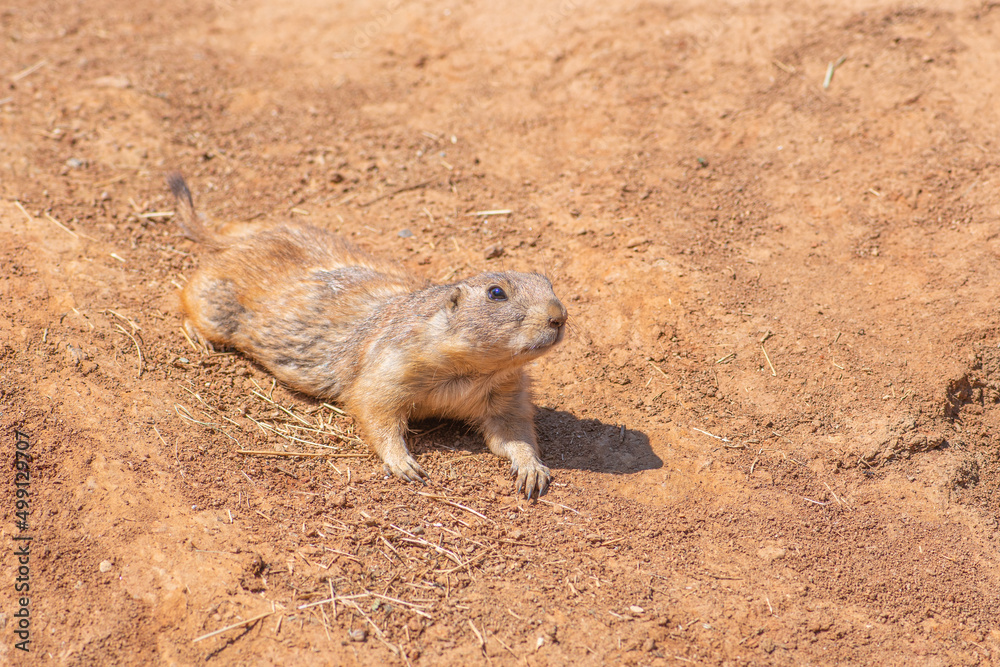 Obraz premium Black-tailed prairie dog, genus Cynomys, herbivorous burrowing mammals native to the grasslands of North America, close up