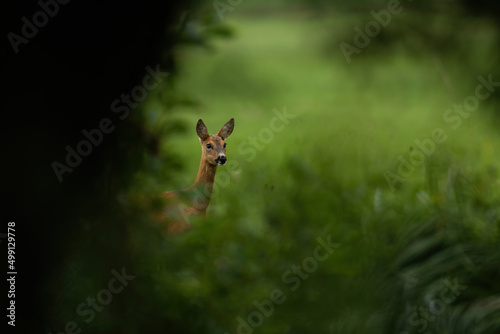 Cute roe deer, capreolus capreolus, doe hiding behind green trees in summer nature. Adorable wild mammal with large eyes with copy space. Animal wildlife peeking from cover. © WildMedia