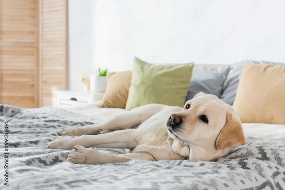 what size should a labrador bed be