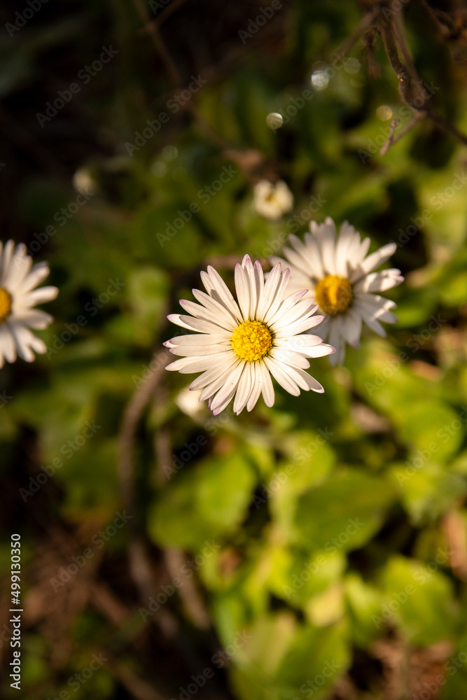 Daisy Flowers in Nature on a Sunny Day Daisy Flowers in Nature on a Sunny Day